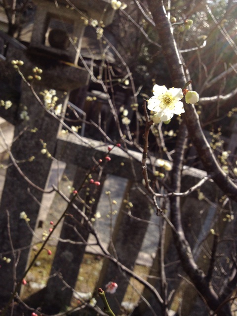 f:id:sprighascome:20150301082800j:plain f:id:sprighascome:20150301082800j:plain