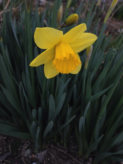 f:id:sprighascome:20150314204311j:plain f:id:sprighascome:20150314204311j:plain
