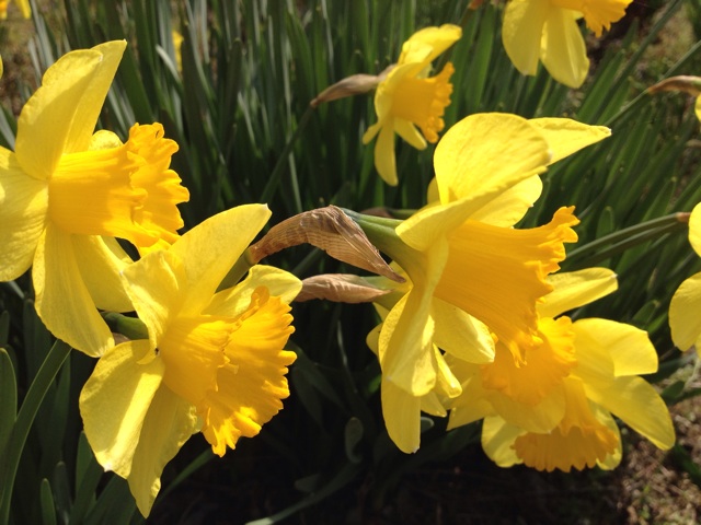 f:id:sprighascome:20150322213926j:plain f:id:sprighascome:20150322213926j:plain