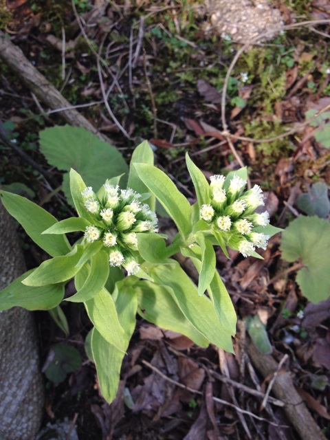 f:id:sprighascome:20150322221251j:plain f:id:sprighascome:20150322221251j:plain