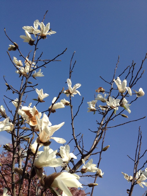 f:id:sprighascome:20150328153315j:plain f:id:sprighascome:20150328153315j:plain