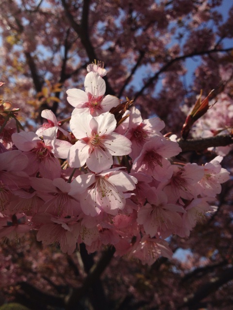 f:id:sprighascome:20150328154519j:plain f:id:sprighascome:20150328154519j:plain