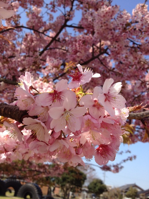 f:id:sprighascome:20150328154541j:plain f:id:sprighascome:20150328154541j:plain