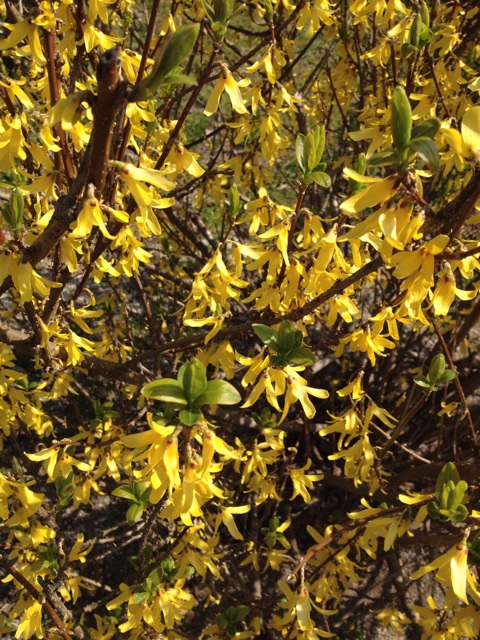 f:id:sprighascome:20150328161159j:plain f:id:sprighascome:20150328161159j:plain