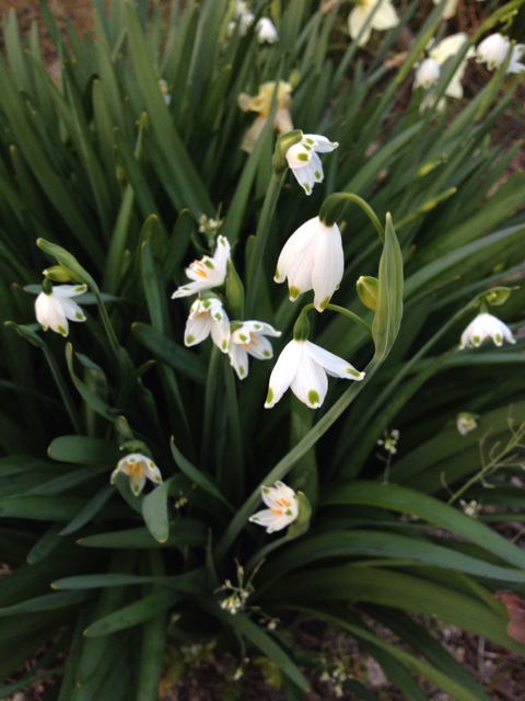 f:id:sprighascome:20150402214429j:plain f:id:sprighascome:20150402214429j:plain