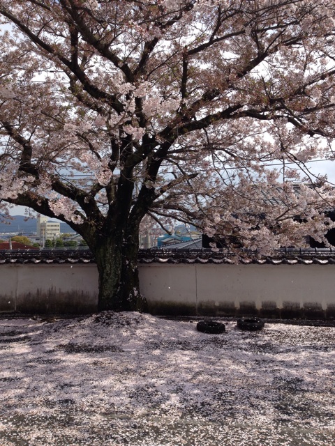 f:id:sprighascome:20150405180654j:plain f:id:sprighascome:20150405180654j:plain