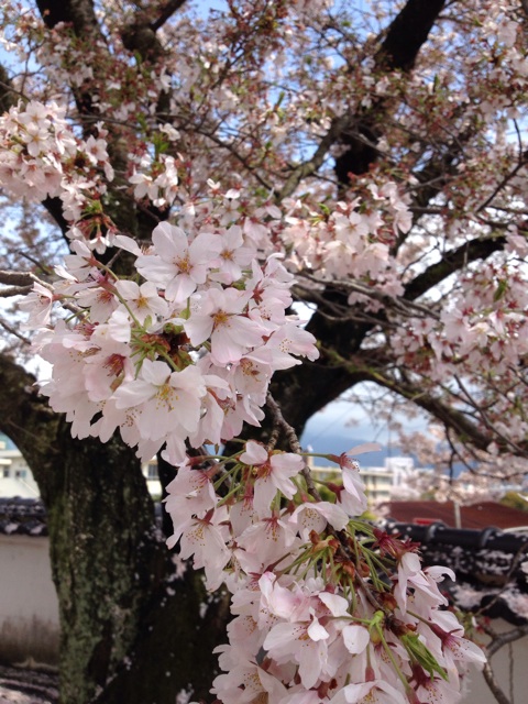 f:id:sprighascome:20150405181600j:plain f:id:sprighascome:20150405181600j:plain