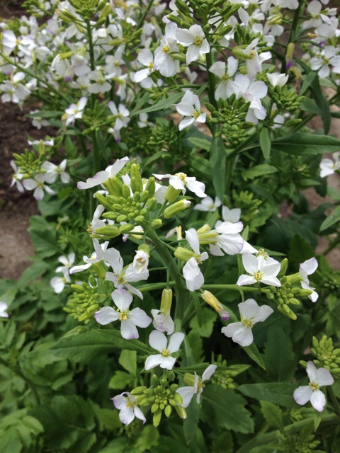 f:id:sprighascome:20150405182508j:plain f:id:sprighascome:20150405182508j:plain