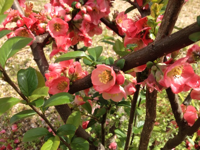 f:id:sprighascome:20150405183224j:plain f:id:sprighascome:20150405183224j:plain