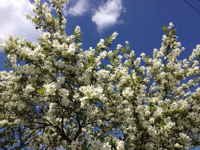 f:id:sprighascome:20150411185147j:plain f:id:sprighascome:20150411185147j:plain