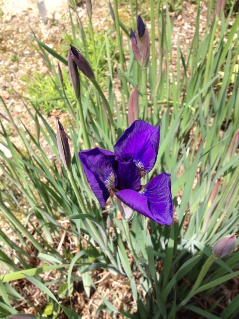 f:id:sprighascome:20150419161623j:plain f:id:sprighascome:20150419161623j:plain