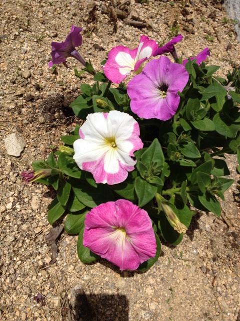 f:id:sprighascome:20150419161946j:plain f:id:sprighascome:20150419161946j:plain