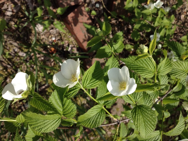 f:id:sprighascome:20150419162016j:plain f:id:sprighascome:20150419162016j:plain