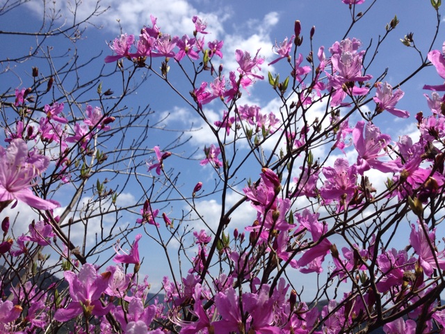 f:id:sprighascome:20150425155247j:plain f:id:sprighascome:20150425155247j:plain