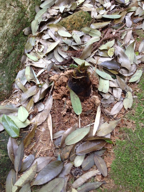 f:id:sprighascome:20150429141055j:plain f:id:sprighascome:20150429141055j:plain