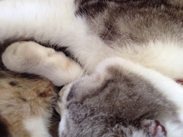 f:id:sprighascome:20150501230915j:plain f:id:sprighascome:20150501230915j:plain