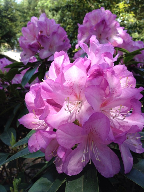 f:id:sprighascome:20150503192932j:plain f:id:sprighascome:20150503192932j:plain