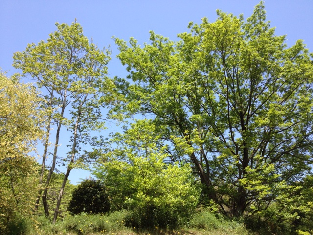 f:id:sprighascome:20150503194202j:plain f:id:sprighascome:20150503194202j:plain