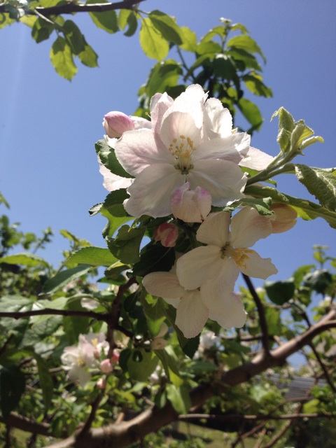 f:id:sprighascome:20150508211857j:plain f:id:sprighascome:20150508211857j:plain