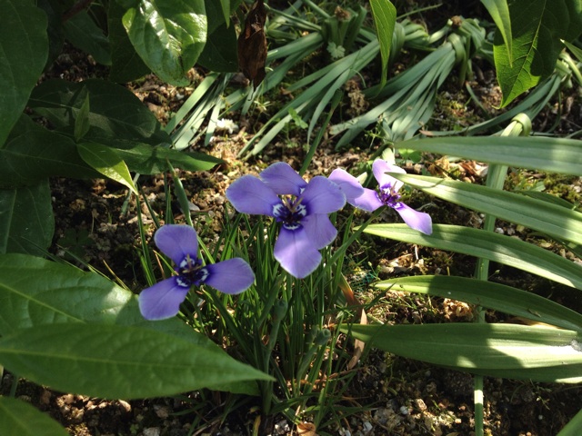 f:id:sprighascome:20150517220611j:plain f:id:sprighascome:20150517220611j:plain
