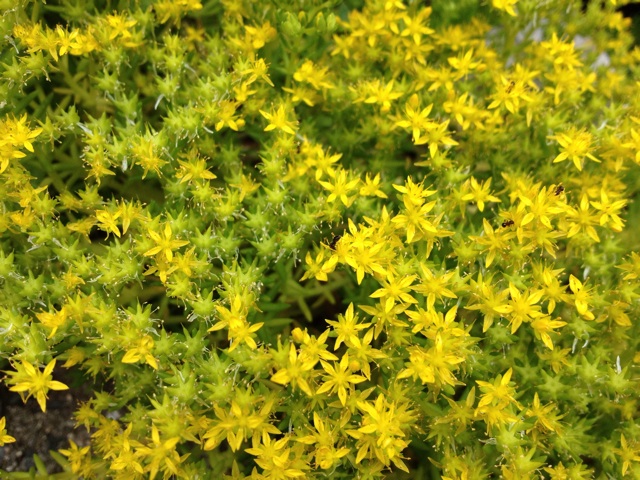 f:id:sprighascome:20150520222618j:plain f:id:sprighascome:20150520222618j:plain
