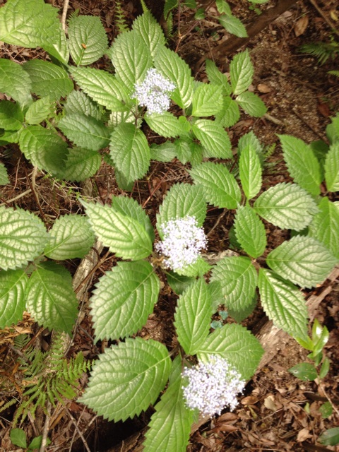 f:id:sprighascome:20150524173928j:plain f:id:sprighascome:20150524173928j:plain