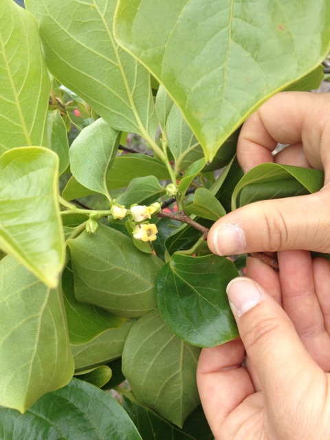 f:id:sprighascome:20150524174540j:plain f:id:sprighascome:20150524174540j:plain