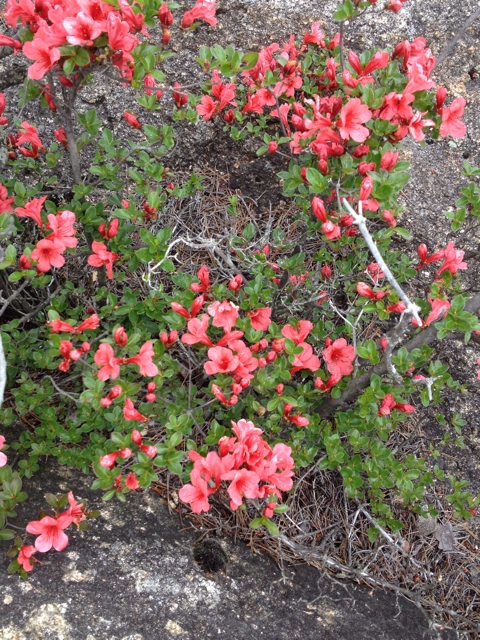 f:id:sprighascome:20150524174645j:plain f:id:sprighascome:20150524174645j:plain