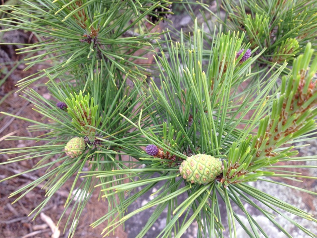 f:id:sprighascome:20150524174736j:plain f:id:sprighascome:20150524174736j:plain