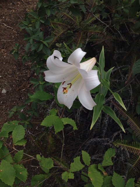 f:id:sprighascome:20150524175118j:plain f:id:sprighascome:20150524175118j:plain