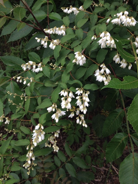 f:id:sprighascome:20150524180832j:plain f:id:sprighascome:20150524180832j:plain