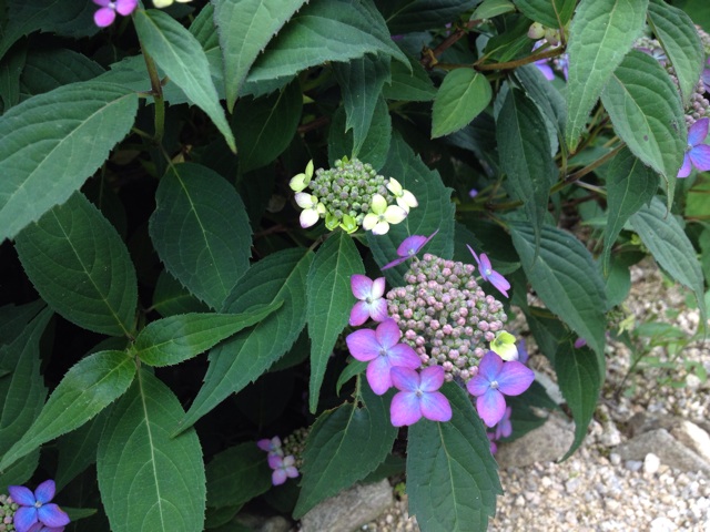 f:id:sprighascome:20150530142410j:plain f:id:sprighascome:20150530142410j:plain