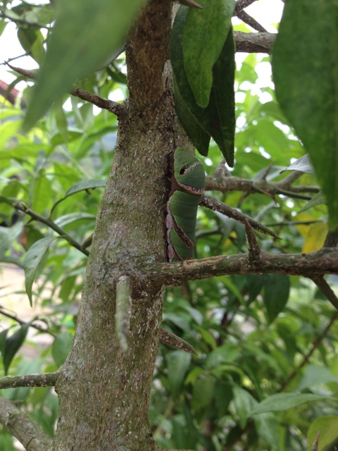 f:id:sprighascome:20150530145125j:plain f:id:sprighascome:20150530145125j:plain