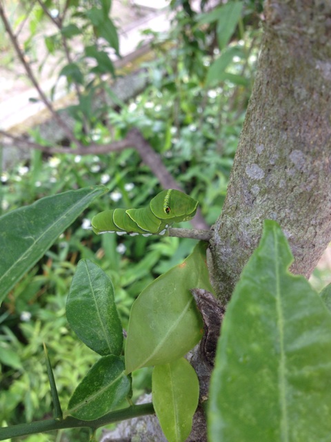 f:id:sprighascome:20150530145158j:plain f:id:sprighascome:20150530145158j:plain