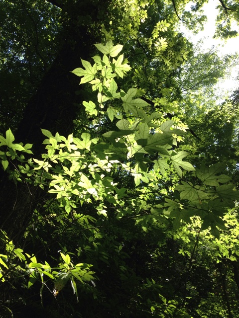 f:id:sprighascome:20150608213647j:plain f:id:sprighascome:20150608213647j:plain