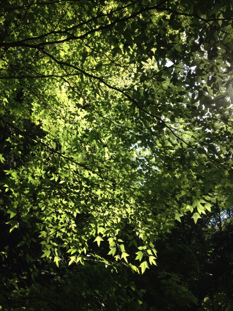 f:id:sprighascome:20150608213708j:plain f:id:sprighascome:20150608213708j:plain
