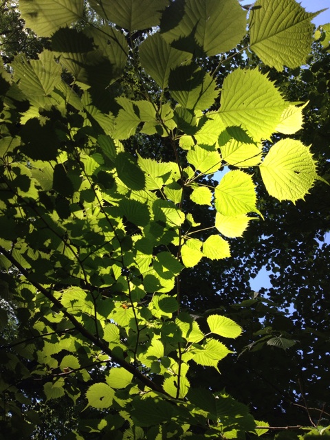 f:id:sprighascome:20150608213814j:plain f:id:sprighascome:20150608213814j:plain