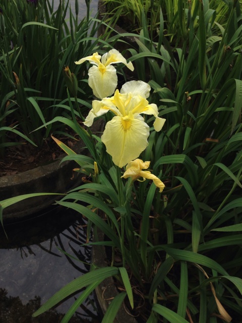 f:id:sprighascome:20150609232351j:plain f:id:sprighascome:20150609232351j:plain