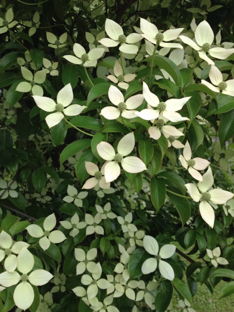 f:id:sprighascome:20150619190529j:plain f:id:sprighascome:20150619190529j:plain