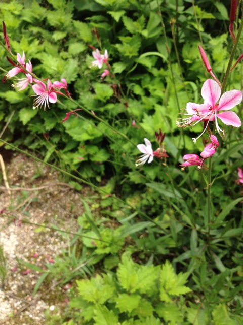 f:id:sprighascome:20150619191251j:plain f:id:sprighascome:20150619191251j:plain
