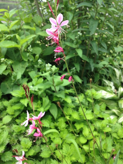 f:id:sprighascome:20150619191456j:plain f:id:sprighascome:20150619191456j:plain