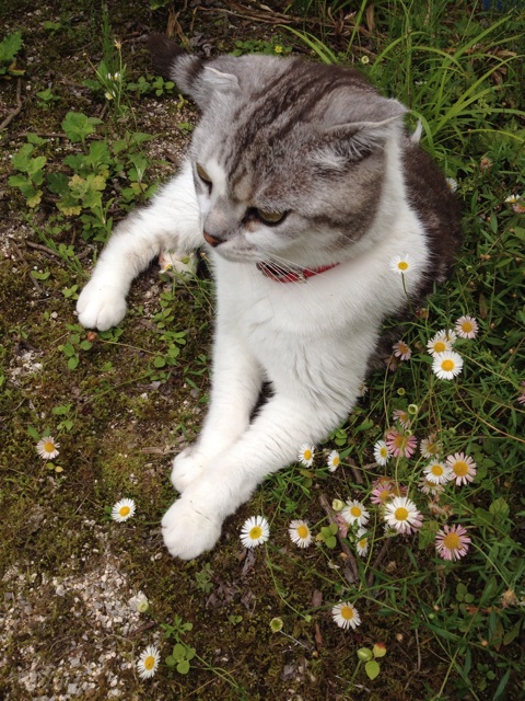 f:id:sprighascome:20150619191539j:plain f:id:sprighascome:20150619191539j:plain