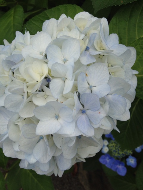 f:id:sprighascome:20150619191729j:plain f:id:sprighascome:20150619191729j:plain