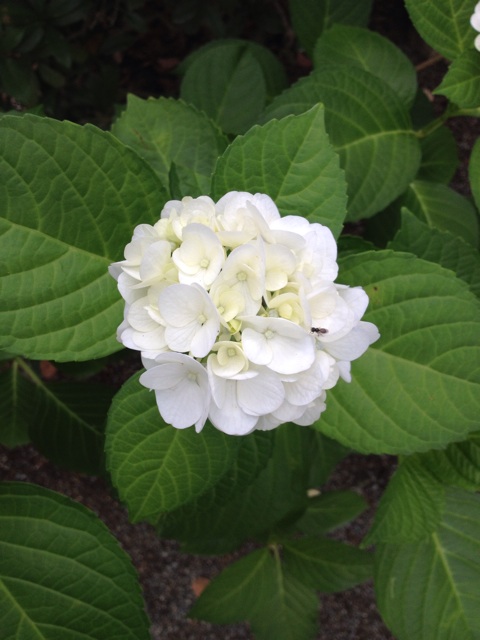 f:id:sprighascome:20150619191752j:plain f:id:sprighascome:20150619191752j:plain