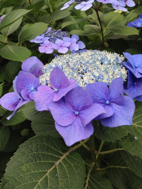 f:id:sprighascome:20150703001125j:plain f:id:sprighascome:20150703001125j:plain