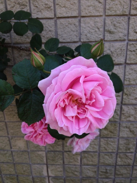 f:id:sprighascome:20150704204155j:plain f:id:sprighascome:20150704204155j:plain