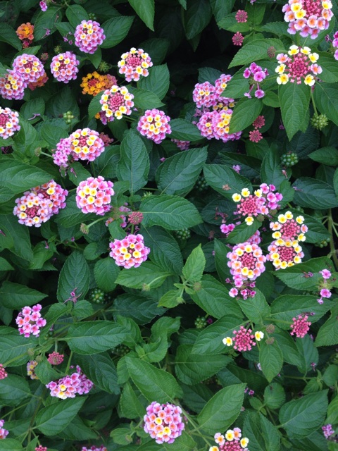 f:id:sprighascome:20150708211511j:plain f:id:sprighascome:20150708211511j:plain