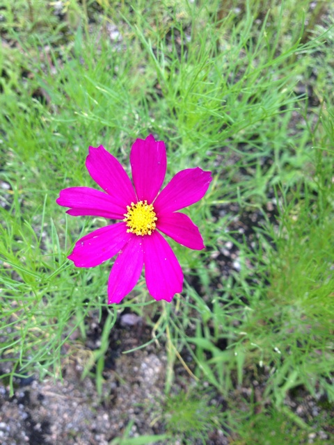 f:id:sprighascome:20150711220252j:plain f:id:sprighascome:20150711220252j:plain