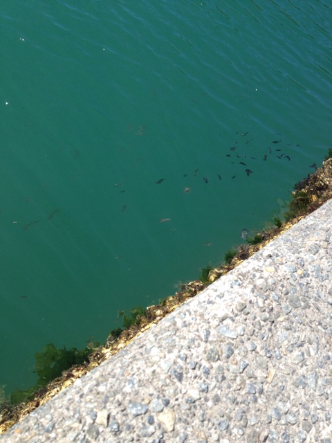 f:id:sprighascome:20150726004406j:plain f:id:sprighascome:20150726004406j:plain