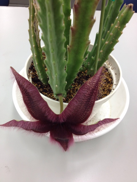 f:id:sprighascome:20150727231520j:plain f:id:sprighascome:20150727231520j:plain